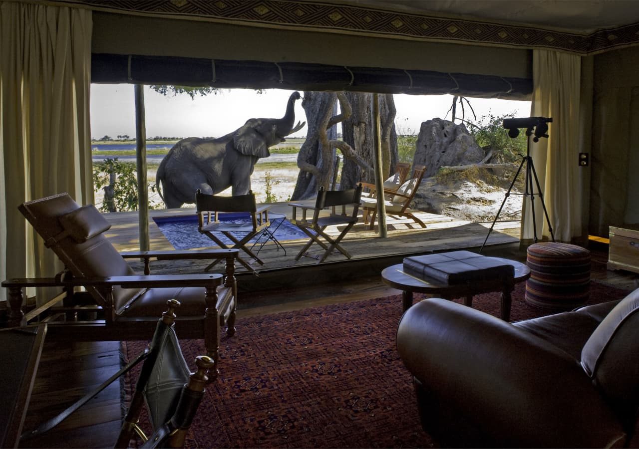 Zarafa camp elephant by the pool 1280