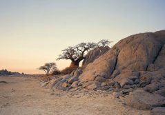 Kubu island stunted baobab on kubu island 1280