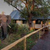 Chitabe lediba camp elephant at the camp 1280