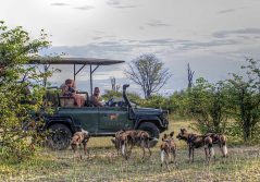 Chitabe lediba camp safari game drive with wild dogs 1280