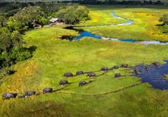 Khwai leadwood camp camp landscape with elephants crossing 1280