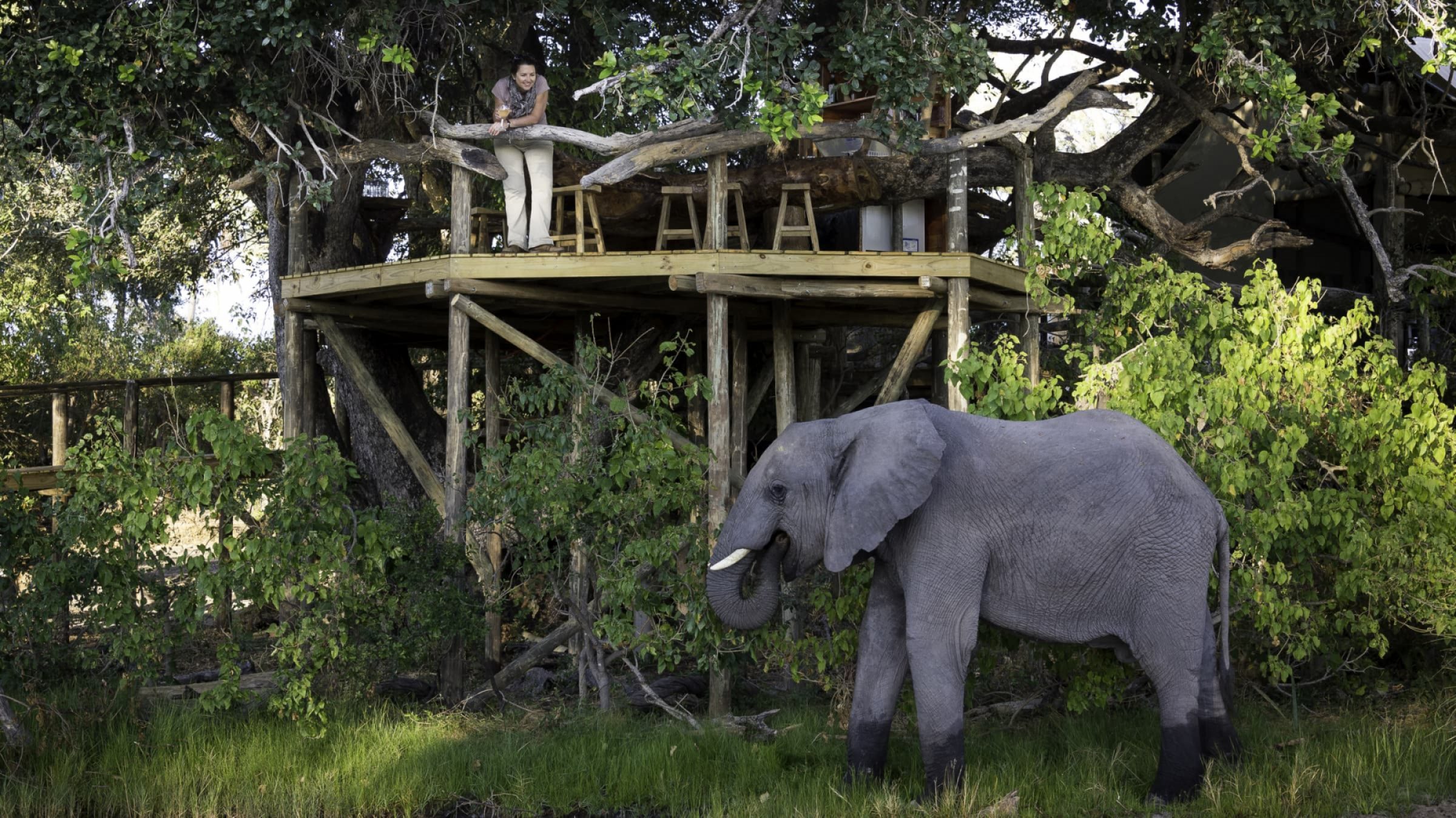 Little tubu elephant at little tubu 2400