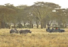 Elewana kifaru house rhino game drive 1280