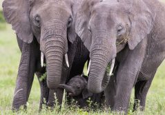 Angama safari camp game drive with elephants 1280