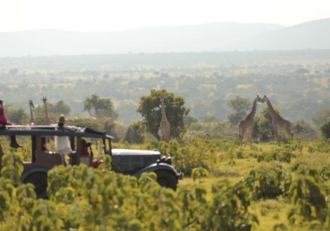 Cottars 1920s safari camp giraffe game viewing 1280