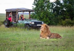 Mara toto camp game drive with lions 1280