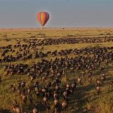 Saruni mara hot air balloon over the migration 1280