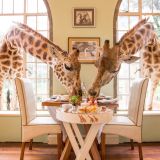 Giraffe manor breakfast with the giraffes 1280