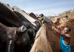 Saruni rhino watering the goats at 1280