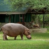 Mvuu camp hippo spotted on camp 1280