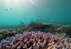 Shanti maurice resort and spa coral garden 1280