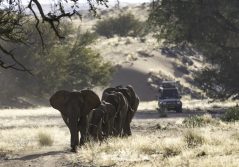 Damaraland camp elephant herd on game drive 1280