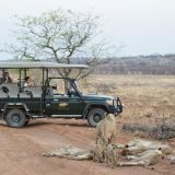 Anderssons at ongava lion game drive 1280