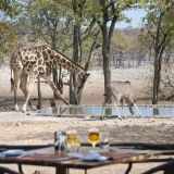 Ongava tented camp giraffe at the watering hole 1280