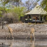 Onguma tented camp giraffe at the watering hole 1280