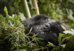 Oneandonly gorillas nest gorilla trek 1280