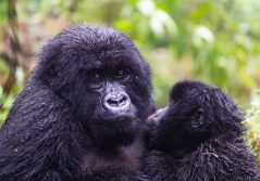 Sabyinyo silverback lodge gorilla trekking experience 1280