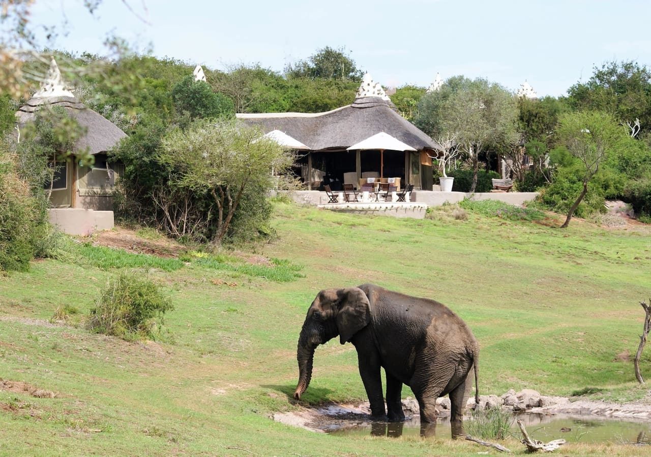 Amakhala safari lodge elephant bathing at the lodge 1280