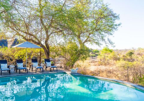 Thornybush game lodge swimming pool 1280