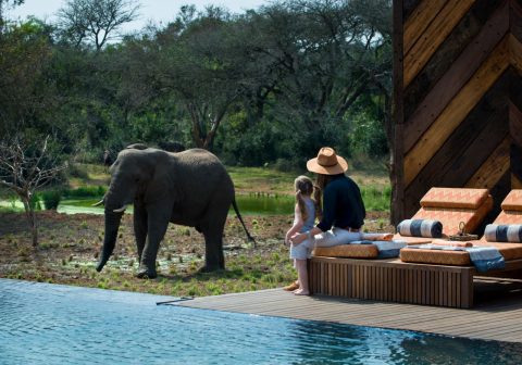 Phinda homestead game viewing from the swimming pool 1280