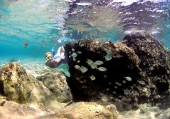 Thonga beach lodge snorkelling experience 1280