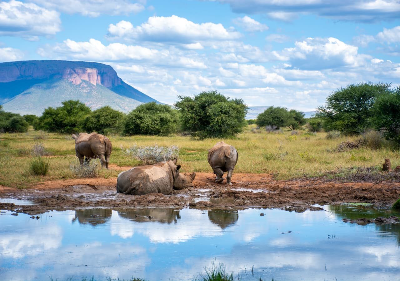 Marataba explorers camp rhinos at the waterhole 1280
