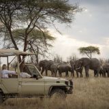 Kigelia ruaha elephant sighting on a game drive 1280
