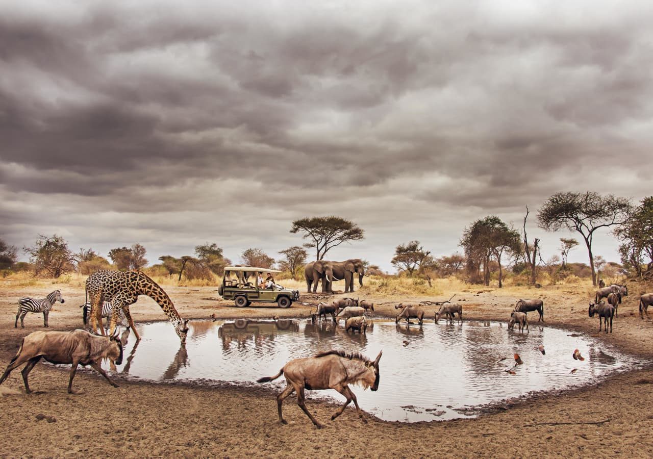 Forest chem chem game drive by the watering hole 1280