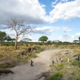 Kuro tarangire walking safari in tarangire national park 1280