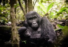 Sanctuary gorilla forest camp gorilla trekking 1280