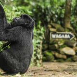 Volcanoes bwindi lodge gorilla at the lodge 1280