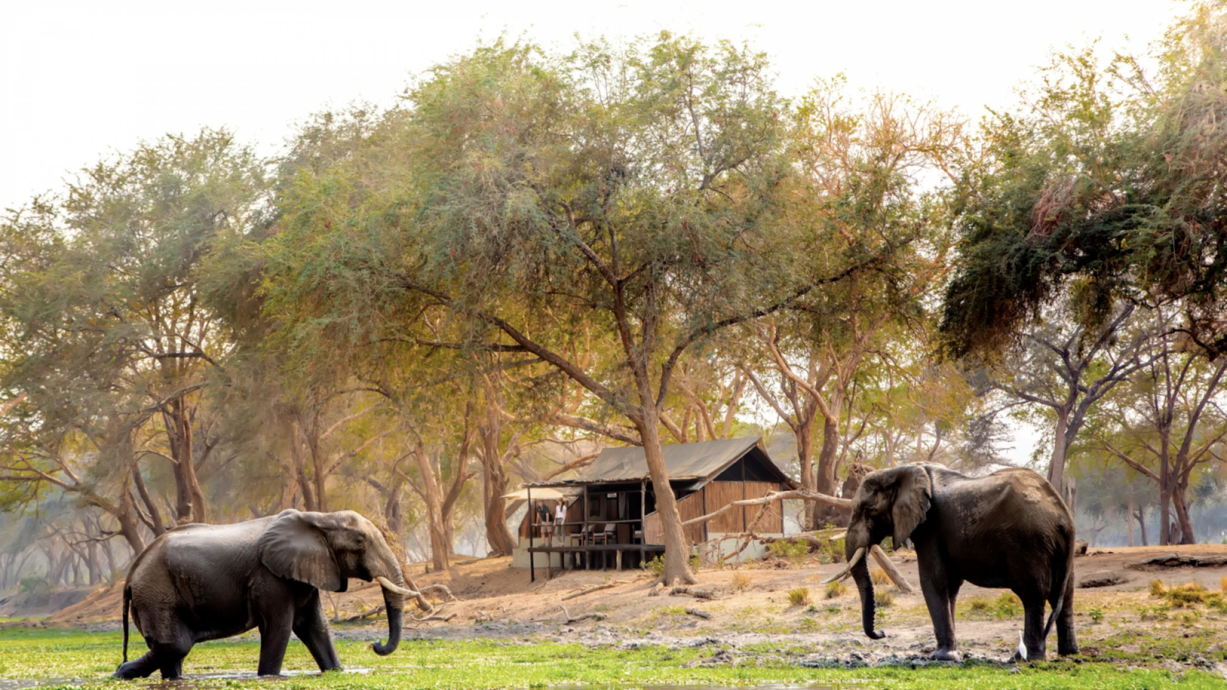 Old mondoro camp elephants by the camp 2400