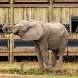 Puku ridge camp elephant viewing from the hide 1280