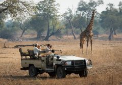 Tena tena camp giraffe spotting on a game drive 1280