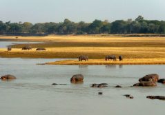 Three rivers camp hippos spotted from camp 1280