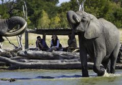 Little makalolo camp elephant sighting from the log pile hide 1280