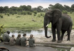 Somalisa acacia the ngwana club and elephant sighting 1280