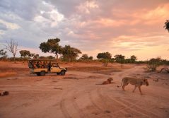 Somalisa camp game drive experience 1280