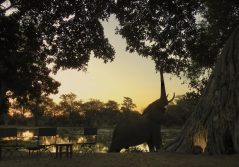 Ingwe pan elephant at the camp 1280