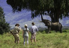Johns camp walking safari 1280