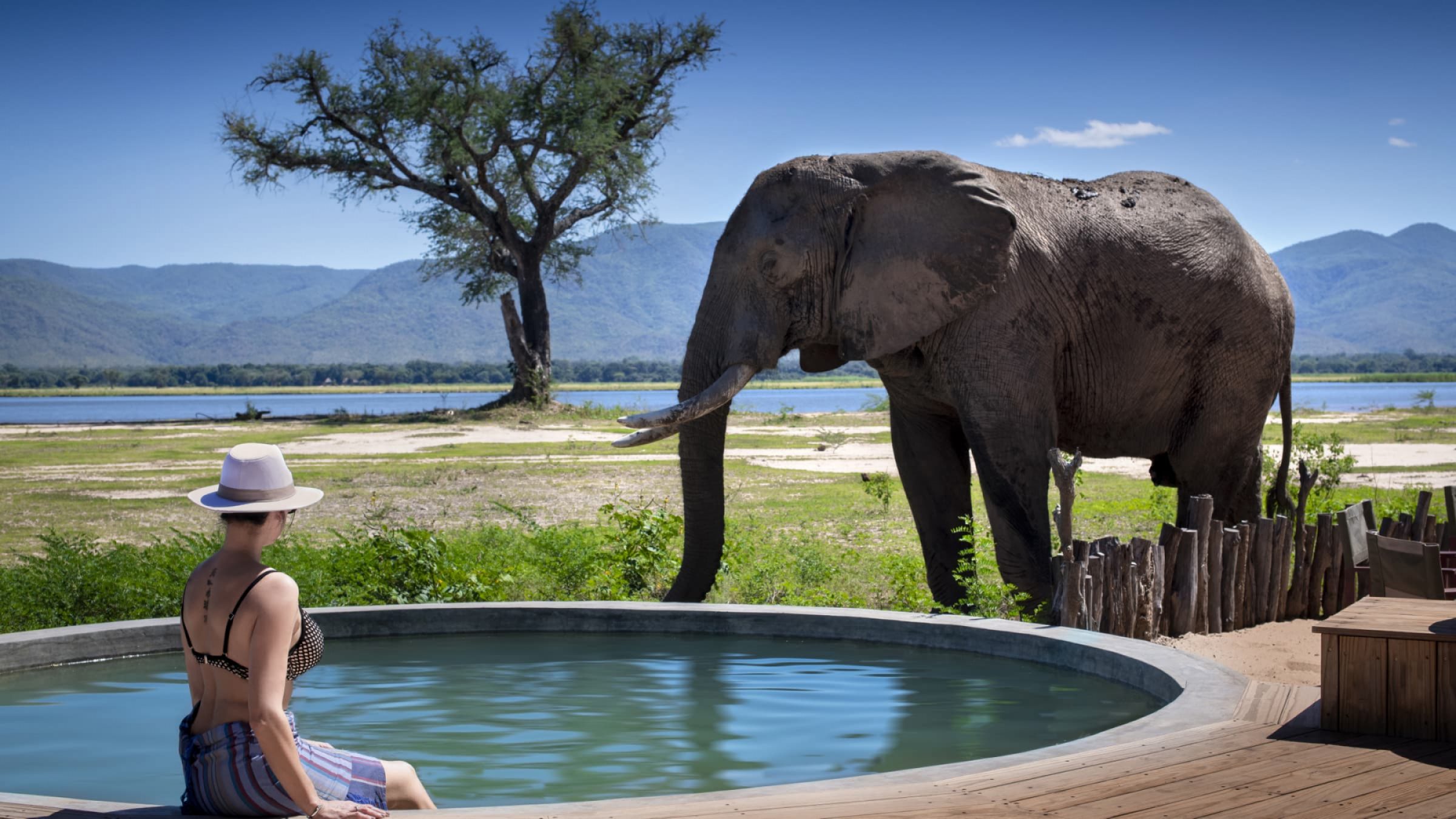 Nyamatusi camp elephant by the pool 2400