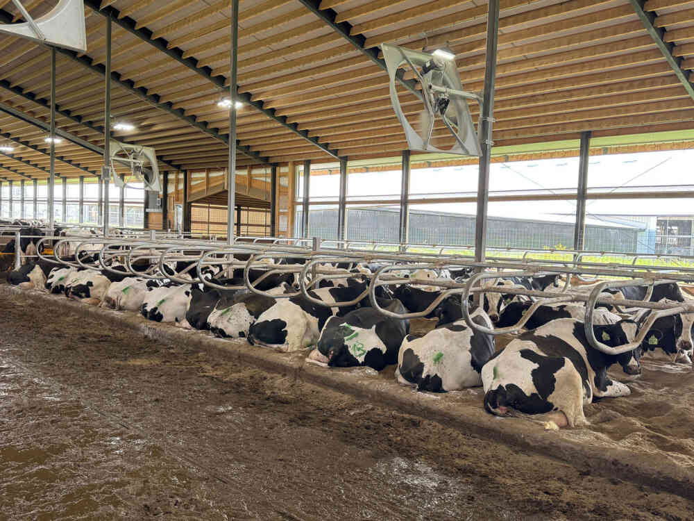Cows laying on dried manure solids 1