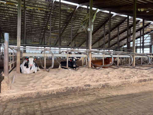 Do These 3 Things To Maximize Your Sand Bedding