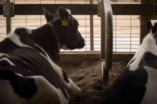 What Your Veterinarian Wishes You Knew About Cow Comfort and Milk Production