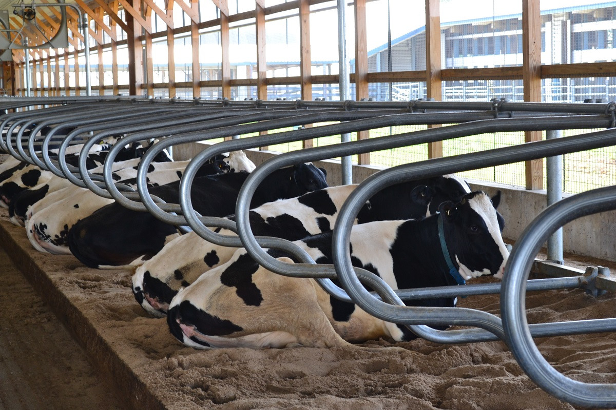 Cows in freestall