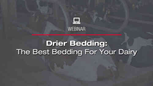 Drier Bedding: The Best Bedding For Your Dairy Webinar