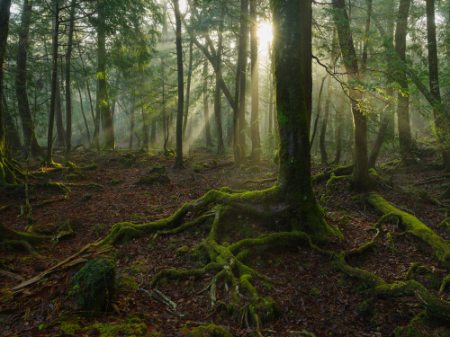 Second Ring of Hell: Japan’s Suicide Forest