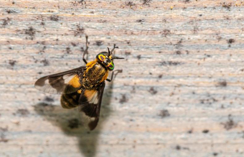How to Pest-Proof Your Storage Shed  Tips for Avoiding Pests and Vermin During the Winter
