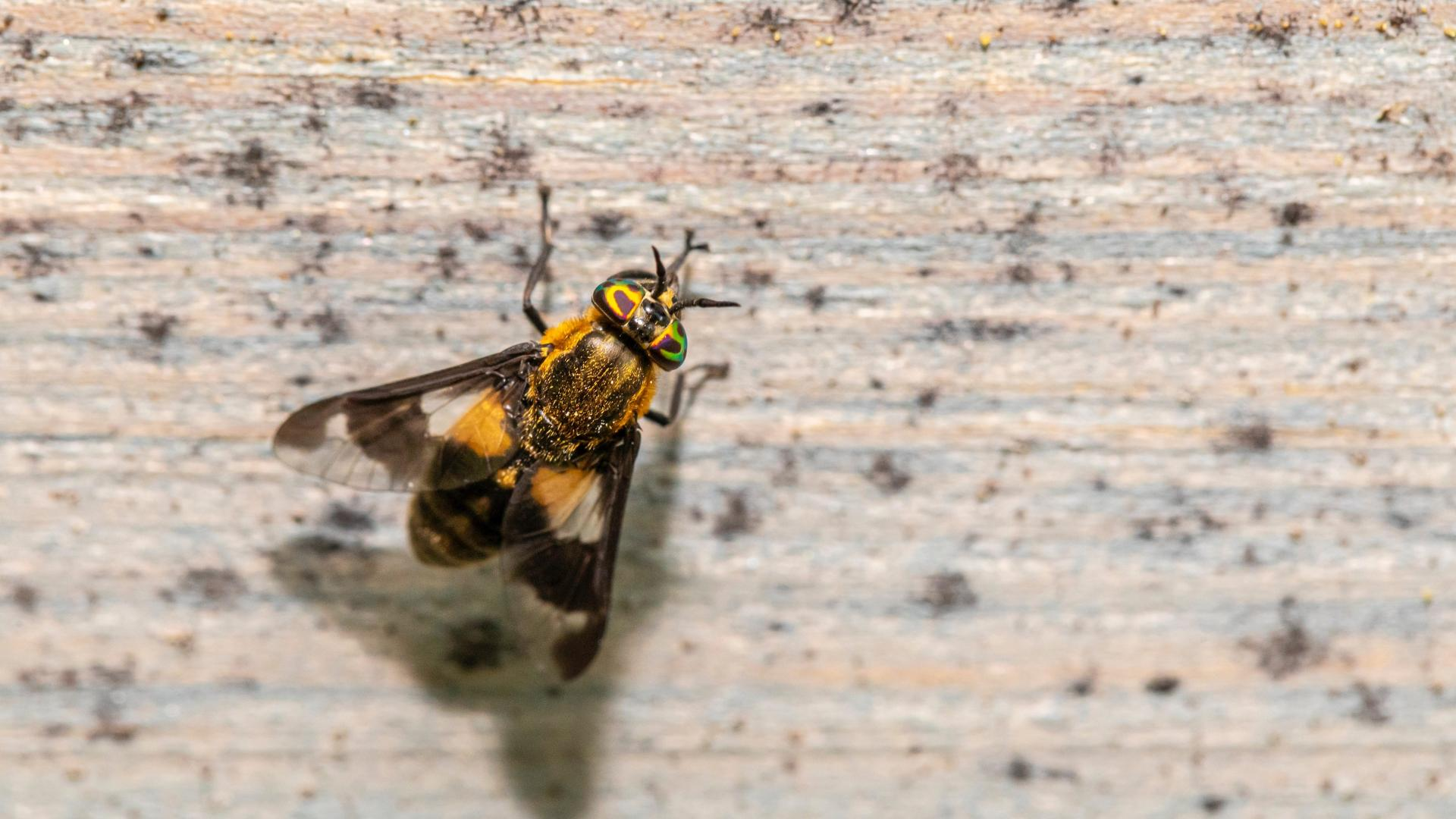 How to Pest-Proof Your Storage Shed  Tips for Avoiding Pests and Vermin During the Winter