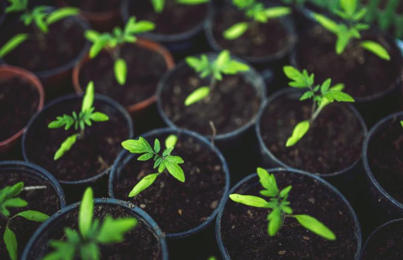 A Guide to Turning Your Shed Into a Greenhouse